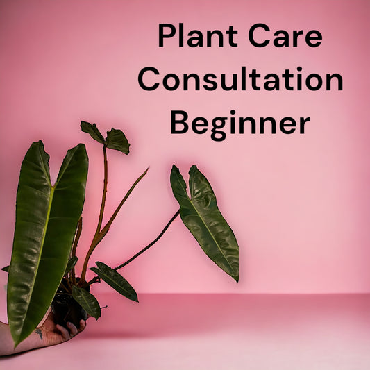 Plant Care Consultation Beginner