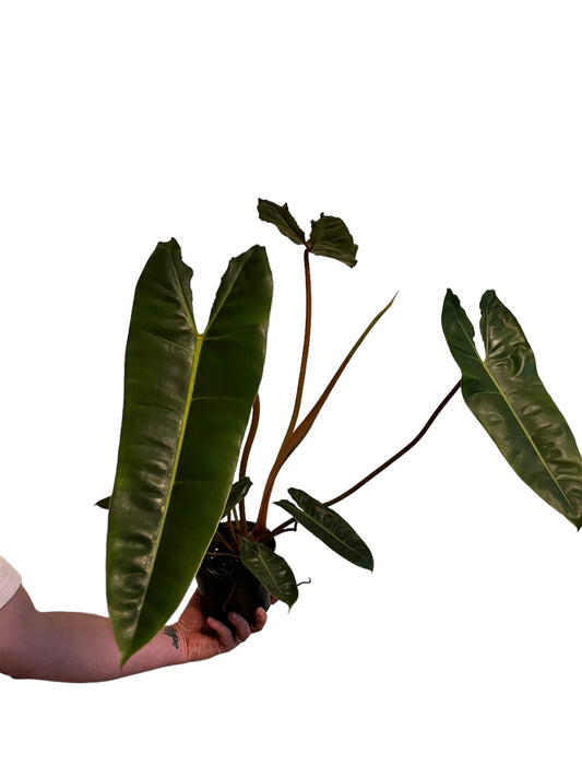 Philodendron Billietiae