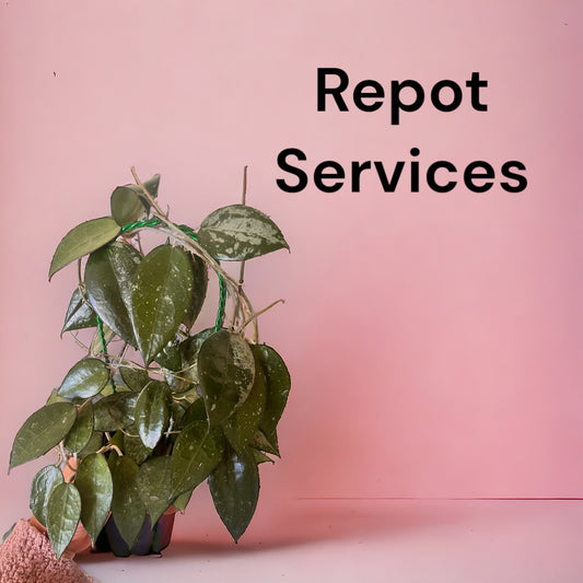 Repot Services